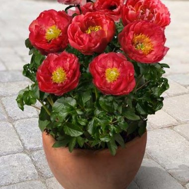 paeonia_patio-peony-moscowpatio-pion-moskva-459x500