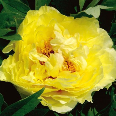 peony-itoh-yellow-crown-2