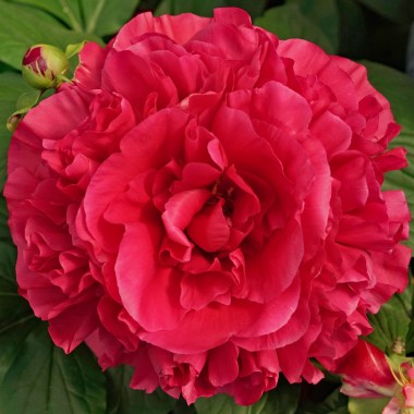 peony-lembrose-bloom