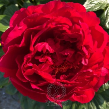 peony-nerva-578-1-600x600