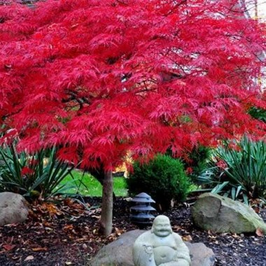 picture-japanese-maple-red-dragon-4