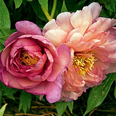 pion05