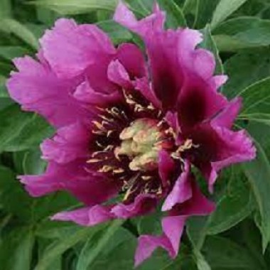 purple-flash