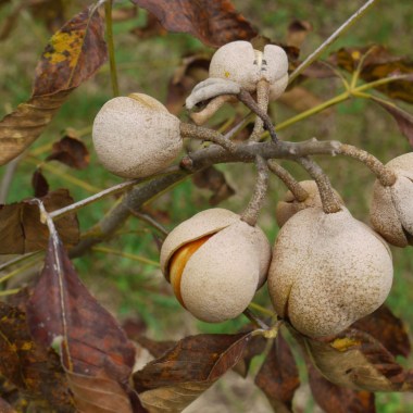 red-buckeye3-1024x768