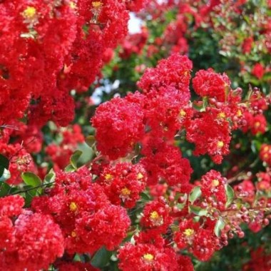red-furush-flower-600x600-1