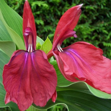 roscoea-harvington-imperial