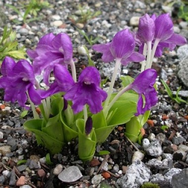 roscoea_alpina