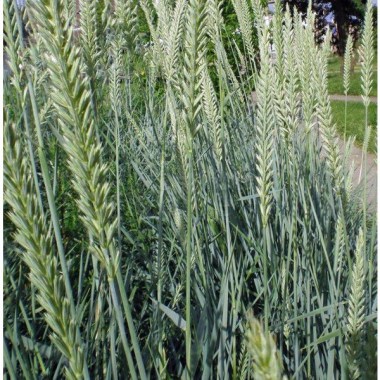 siergrassen-ornamental-grasses-leymus-arenarius-st