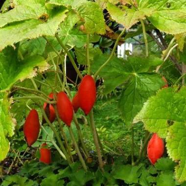 sizedpodophyllum-hexandrum-fruits-16081118871
