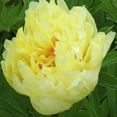 smith-family-yellow