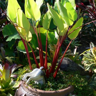 thalia-geniculata-or-red-water-canna