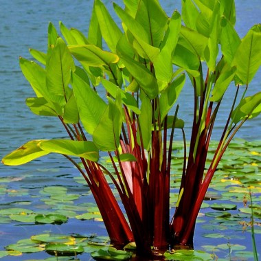 thalia-geniculata-ruminoides-red-stem-pond-plants