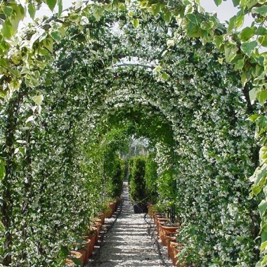 trachelospermum-jasminoides-arch-single-view