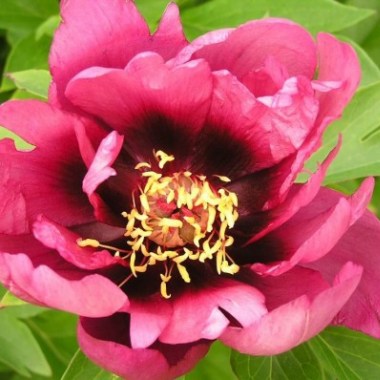 yankee_doodle_dandy_g