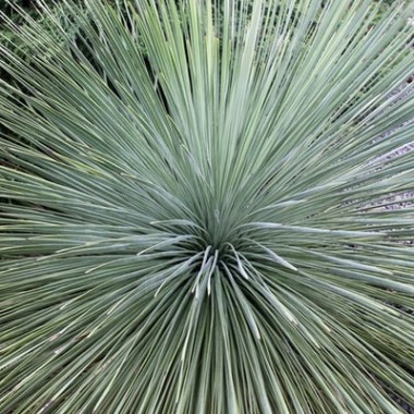 yucca-linearifolia.i-7190.s-63506.r-1_400x.progressive